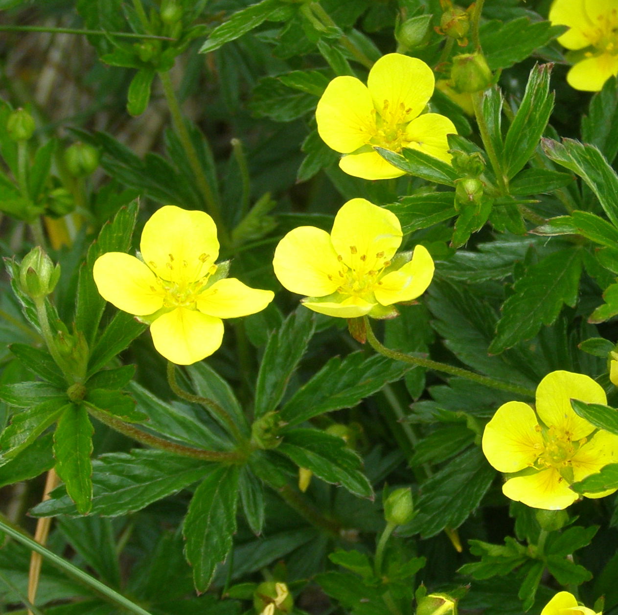 Potentilla cfr. aurea (Rosaceae)